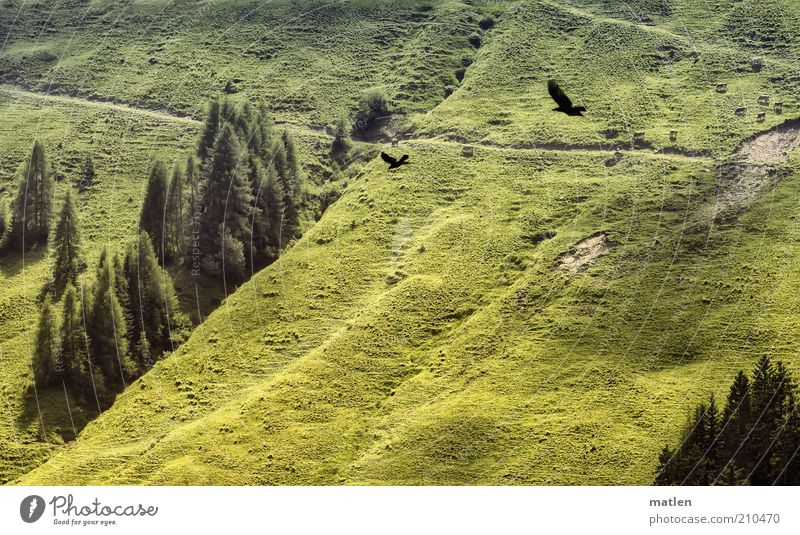 Subalpine lawn Farm animal Cow Bird Herd Green Alpine pasture Jackdaw Exterior shot Deserted Copy Space bottom Day Light Contrast Bird's-eye view