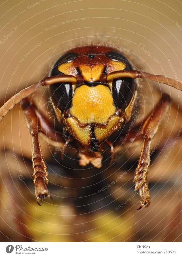 Allow me: Horn, Horn Isse( Vespa crabro ) Nature Animal Summer Short-haired Wild animal Bee Animal face Insect 1 Looking Glittering Beautiful Thorny Brown