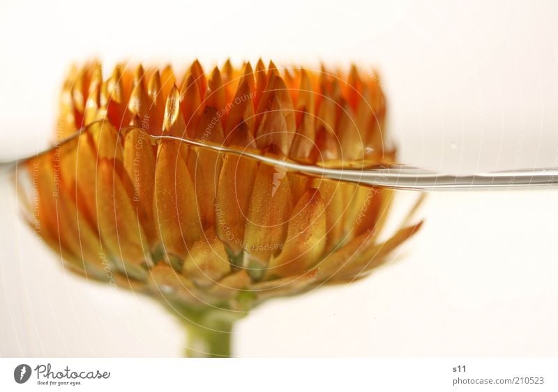 swimming flower Plant Water Summer Flower Blossom Exceptional Elegant Fluid Fresh Beautiful Modern Wet White Orange straw rose Blossom leave Stalk Bright