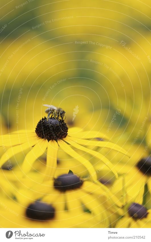 Yellow sun hat Summer Flower Blossom Herbaceous plants magnificent plant Rudbeckia Plant Bee Nectar Suck Colour photo Exterior shot Deserted Copy Space top