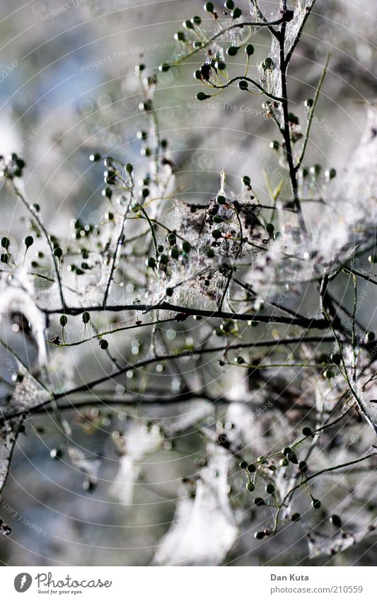 Moth, moth, rider ... Nature Summer ermine moth Spin Colour photo Exterior shot Close-up Deserted Day Contrast Sunlight Shallow depth of field Woven Twig Branch