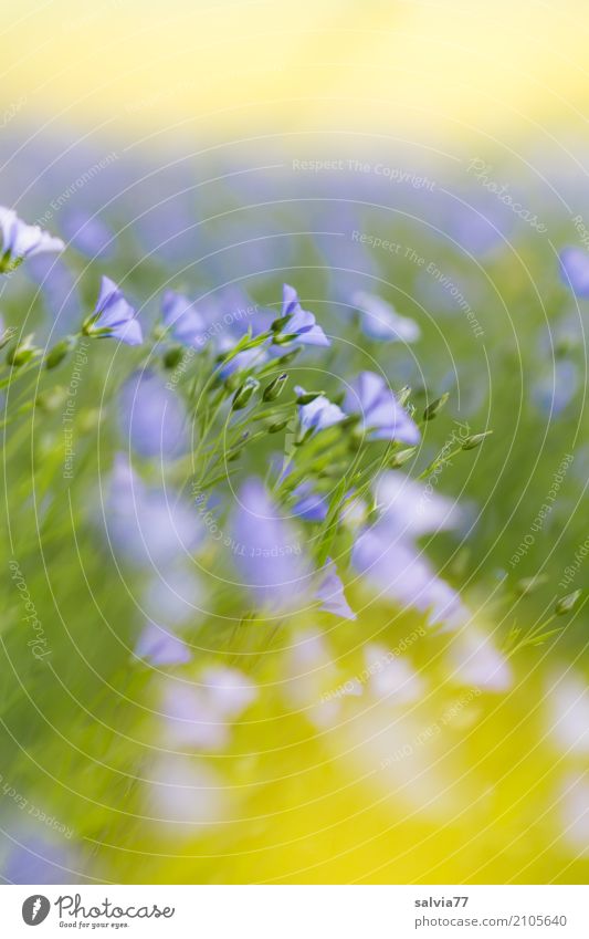 sea of blossoms Alternative medicine Healthy Eating Harmonious Senses Relaxation Calm Nature Plant Sky Summer Beautiful weather Flower Blossom Agricultural crop