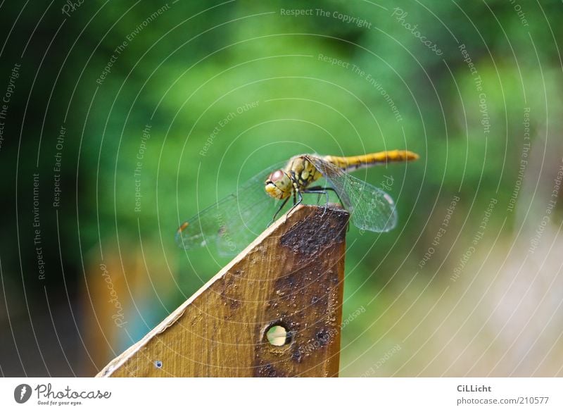 Dear dragonfly Animal Wing 1 Rust Relaxation Authentic Natural Yellow Gold Green Freedom Fragile Delicate Break Stationary Calm Dragonfly Dragonfly wing