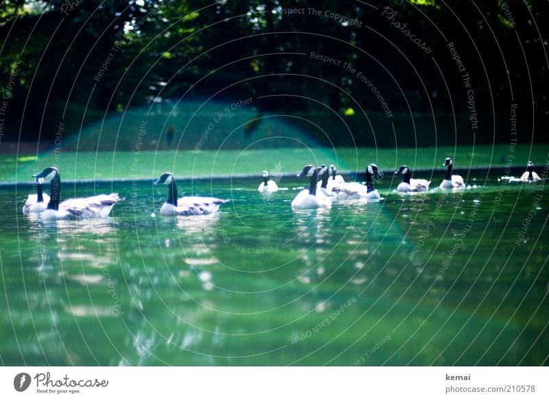 herd of geese Environment Nature Animal Water Sunlight Summer Climate Beautiful weather Warmth Park Pond Wild animal Bird Duck wild Goose Canadian goose