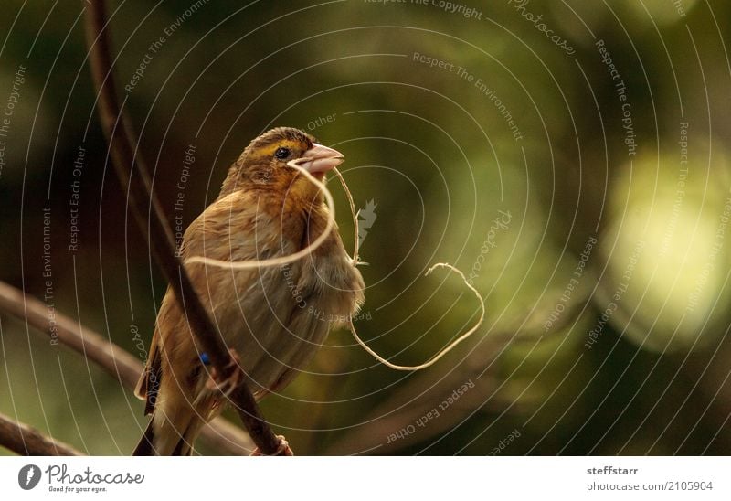 Pin-tailed Whydah bird Vidua macroura Nature Plant Tree Animal Wild animal Bird Animal face Wing 1 Brown Yellow Gold Green whydah avian Feather Beak Wild bird