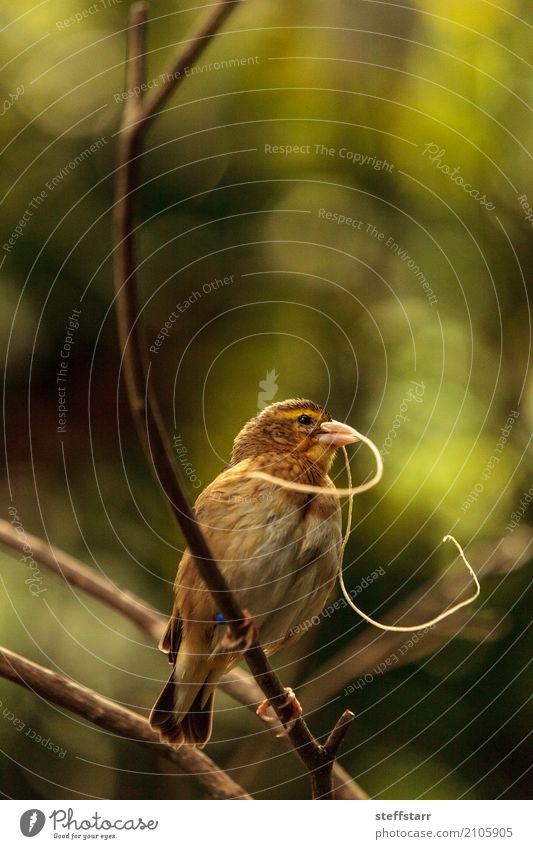 Pin-tailed Whydah bird Vidua macroura Nature Plant Tree Animal Wild animal Bird 1 Brown Yellow Gold Green whydah avian Feather Beak Wild bird wildlife