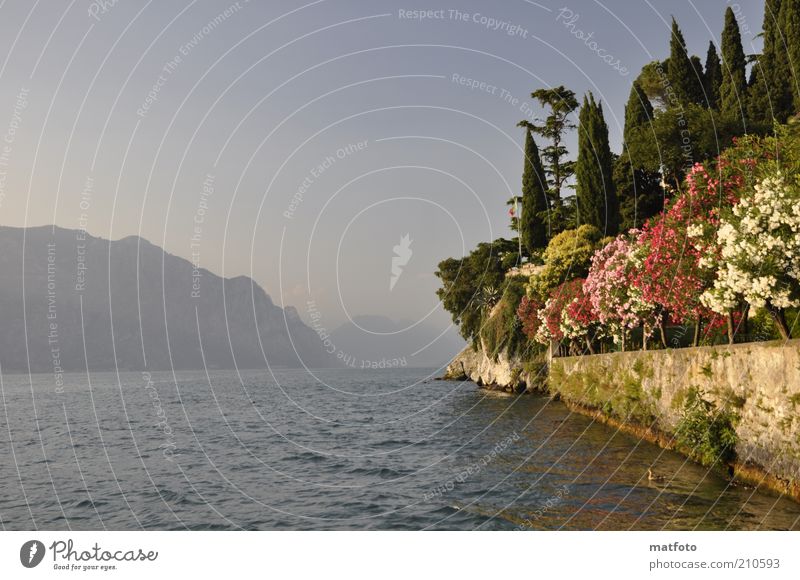 Summer at Lake Garda ! Vacation & Travel Summer vacation Mountain Landscape Water Sunlight Beautiful weather Lakeside Blue Wanderlust Colour photo Exterior shot