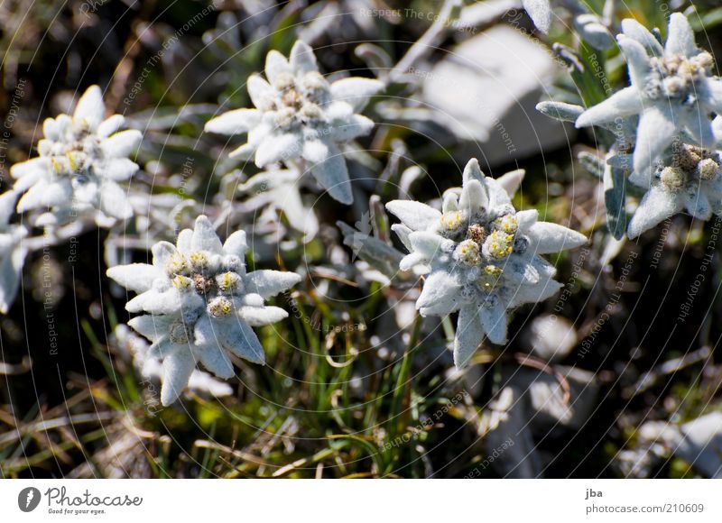 edelweiss Healthy Environment Nature Plant Summer Flower Edelweiss Rock Alps Mountain Rüebli Peak Saanenland Switzerland Tourist Attraction Old Blossoming