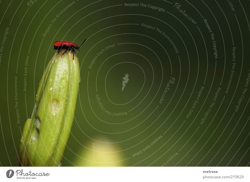 finally on target ... Trip Summer Nature Plant Animal Drops of water Blossom Foliage plant Beetle 1 Crawl Brown Green Effort Loneliness Relaxation Curiosity