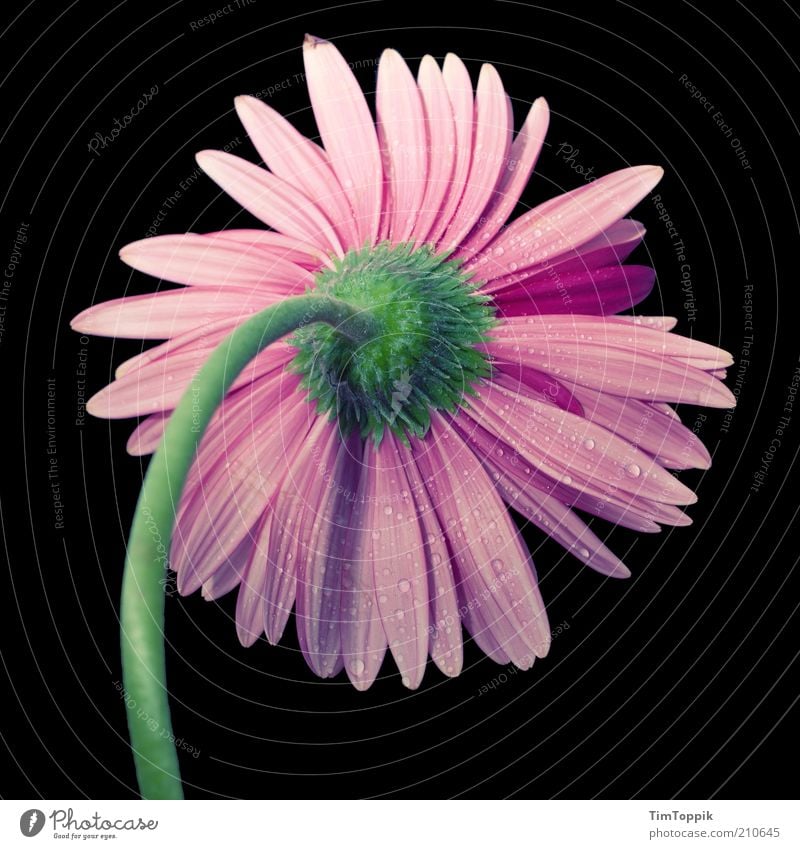 Picture of a girl I. Plant Pink Black Flower Stalk Blossom Flower stem Blossom leave Calyx Flowering plant Green Macro (Extreme close-up) Still Life Decoration