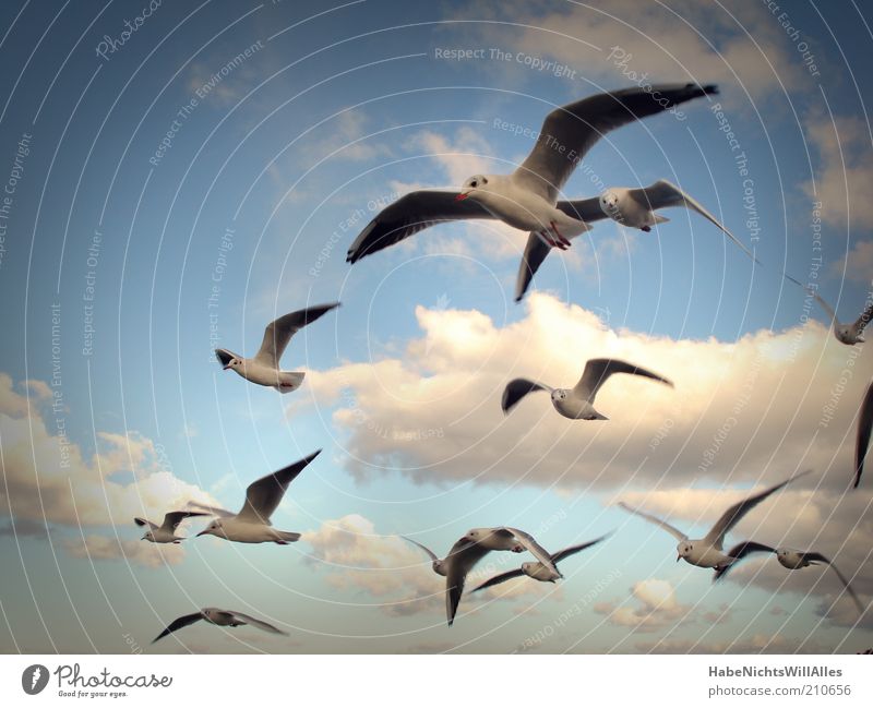 Möwenpick squadron Freedom Nature Animal Air Sky Clouds Wind Coast Baltic Sea Ocean Wild animal Bird Wing Seagull Flock Ease Curiosity Glide Colour photo