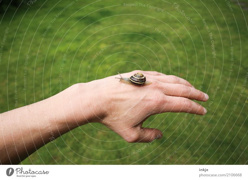 tame 2 Colour photo Exterior shot Close-up Back of the hand Snail Crawl Animal Slimy Nature Green Wisdom Observe Animal portrait Full-length Small Curiosity