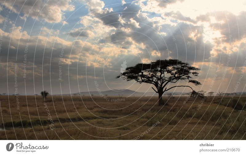 Adieu, Serengeti... Relaxation Calm Environment Nature Landscape Plant Clouds Horizon Tree Grass Acacia Park Hill Steppe Savannah Discover Dark Infinity Longing