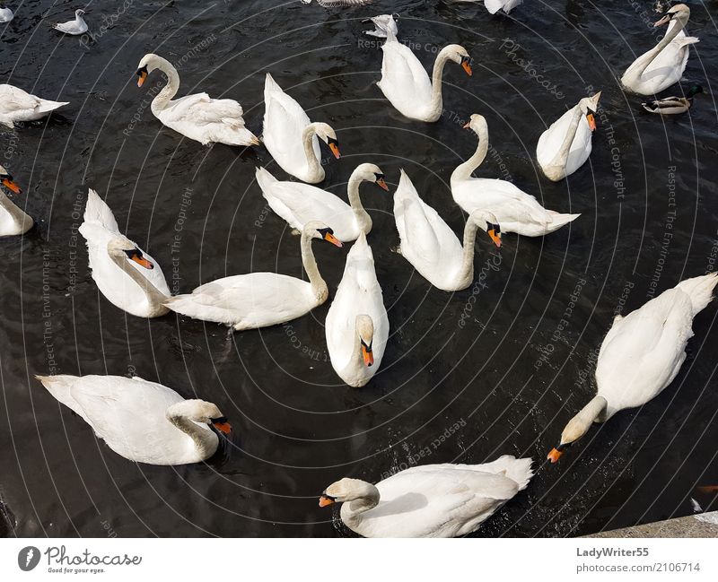 Group of Swans Elegant Beautiful Nature Landscape Animal Pond Lake Bird Feeding Wild White Aquatic background Beak Beauty Photography Feather flock gracious