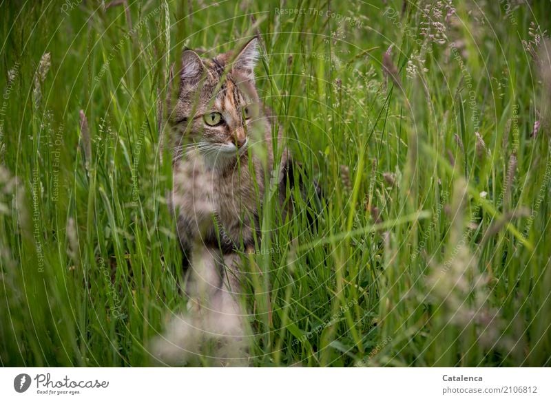 meadow cat Nature Plant Animal Summer Grass Leaf Blossom Blossoming grasses Garden Meadow Pet Cat Tabby cat 1 Observe Sit Growth pretty Brown Yellow Green Black