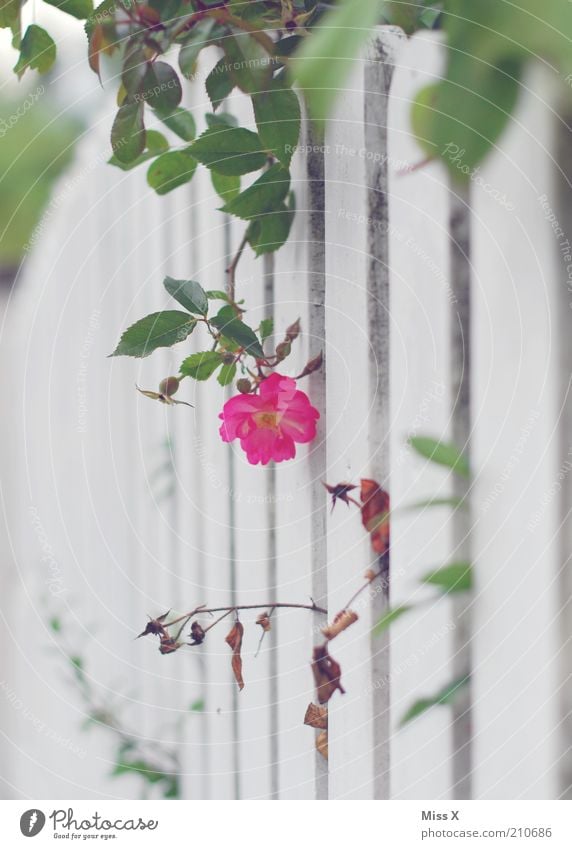 Secret Garden Nature Plant Summer Flower Rose Leaf Blossom Blossoming Fragrance Growth Kitsch Mysterious Nostalgia Garden fence Fence Wild rose Hide