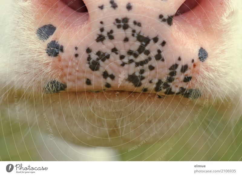 freckles Cow Cattle Bull teetotaler Muzzle Nostrils Beard hair Wet Cool (slang) Power Life Respect Esthetic Bizarre Design Uniqueness Idea Inspiration