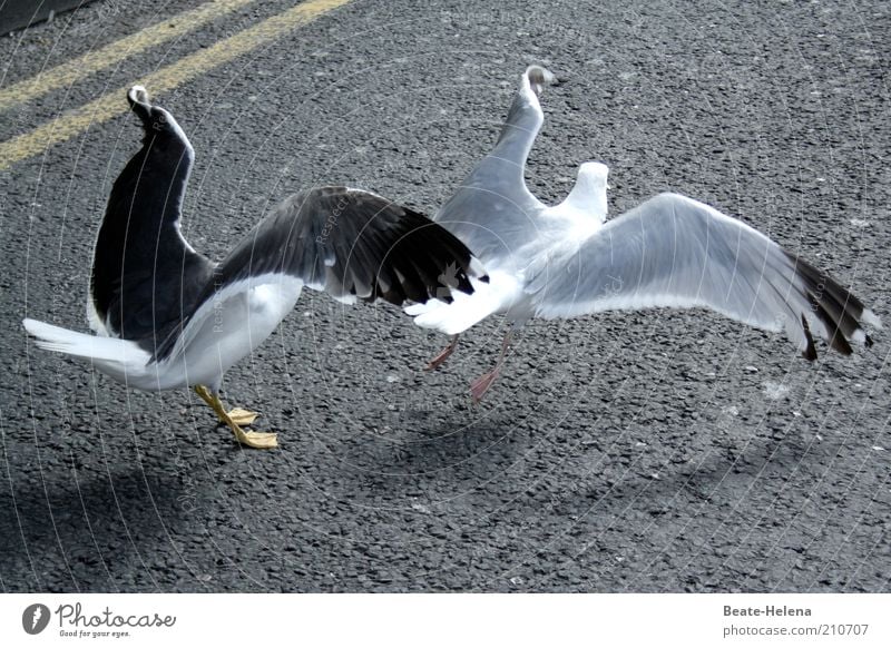 The runway is in full swing Animal Wing 2 Flying Speed Power Life Endurance Voracious Effort Esthetic Movement Contentment Argument Team Departure Arrival Ease