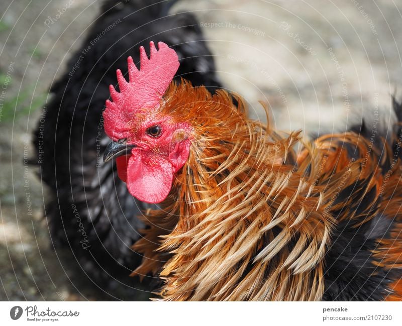 stormy Wind Park Animal Farm animal Bird 1 Authentic Bantam Rooster Cockscomb Feather Colour photo Exterior shot Animal portrait