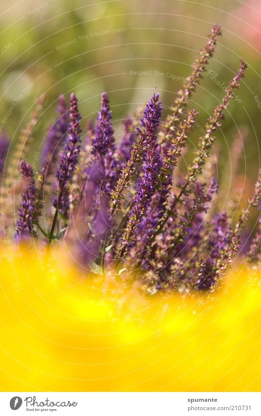 Sage in the Gold Rush Life Fragrance Leisure and hobbies Garden Summer Play of colours Complementary colour Nature Plant Beautiful weather Warmth Flower Blossom