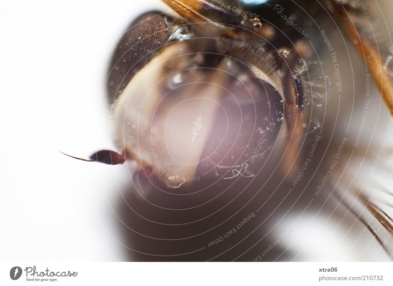 look up Animal Authentic Insect Compound eye Eyes Feeler Shadow Colour photo Close-up Detail Macro (Extreme close-up) Neutral Background Animal portrait Looking