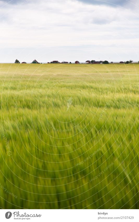 ripening period Agriculture Forestry Landscape Sky Clouds Horizon Summer Weather Wind Agricultural crop Barleyfield Field Movement Esthetic Positive Juicy