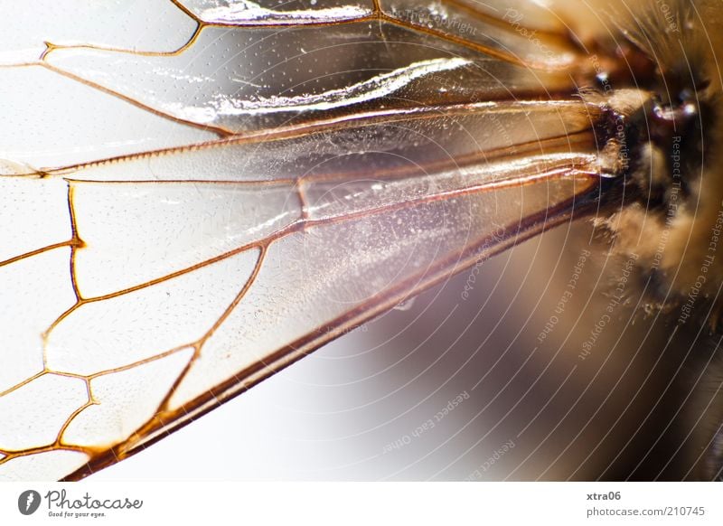 grand Animal Thin Authentic Insect Wing insect wings Delicate Fine Colour photo Close-up Detail Macro (Extreme close-up) Fragile Reflection Copy Space bottom