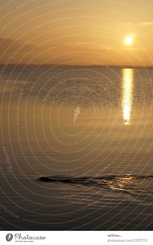 helgi fishing Beaver Otter Animal Wild animal Water Dive Swimming & Bathing Usedom Baltic Sea Lake Boddenlandscape NP Evening sun Sunset Ocean Nature Dusk Calm