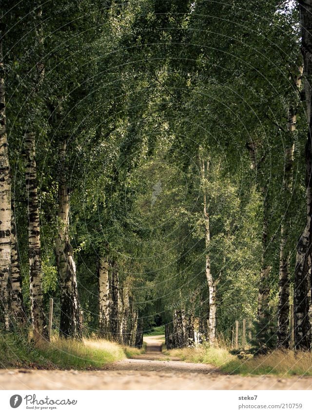 Street name searched Landscape Tree Park Lanes & trails Avenue Far-off places Nature Birch tree Birch avenue Loneliness Colour photo Exterior shot