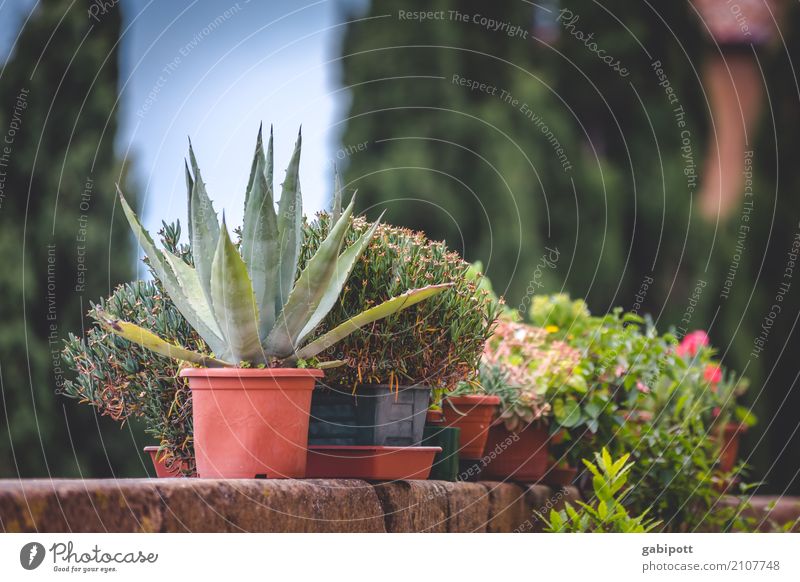 flowerpots Environment Nature Summer Plant Flower Foliage plant Wild plant Town Fragrance Flowerpot Part of the plant Balcony plant City life Colour photo