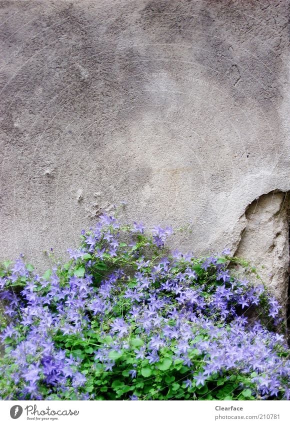 mauerBLÜMCHEN Plant Foliage plant Stone Concrete Old Gloomy Gray Violet Hope wallflower Contrast Loneliness Colour photo Exterior shot Copy Space top Twilight