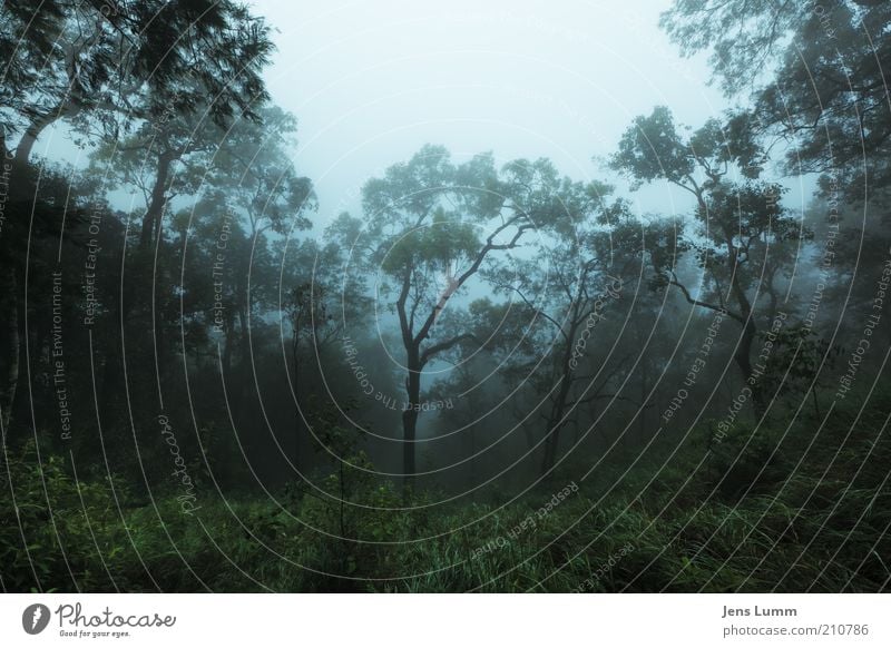 The Mist Nature Fog Virgin forest Blue Green Loneliness Slope Cold Wet Colour photo Exterior shot Deserted Morning Wide angle Dew Dank Tree Forest Dawn