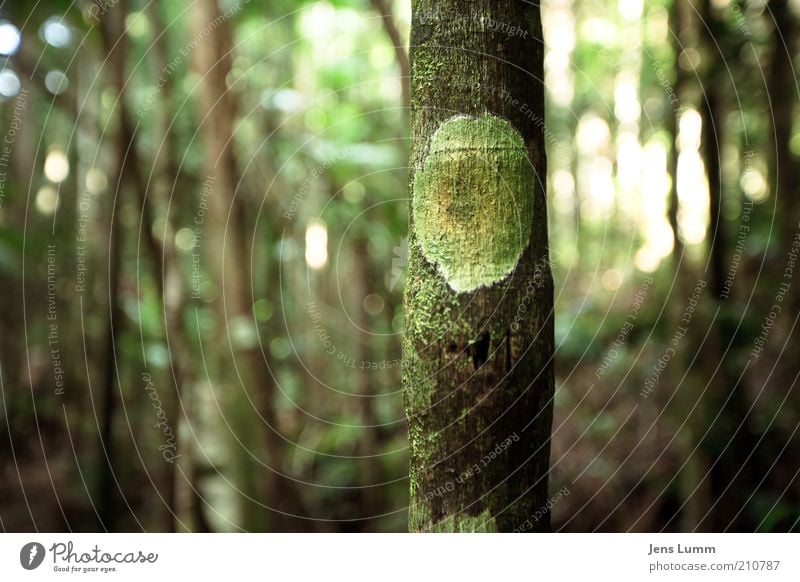 Monsters, Inc. Tree Fresh Green Natural growth Thin Colour photo Exterior shot Deserted Day Shallow depth of field Forest Tree bark Sign Structures and shapes