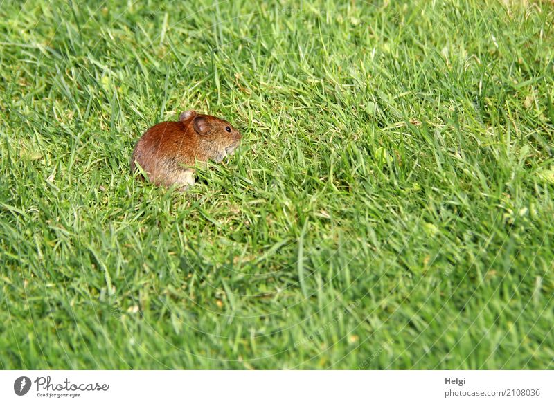 Small visitor Environment Nature Plant Animal Summer Beautiful weather Grass Garden Wild animal Mouse 1 Looking Exceptional Uniqueness Natural Brown Green