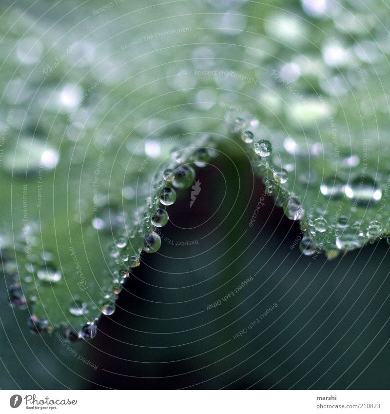 glittering pearls Nature Plant Foliage plant Green Alchemilla vulgaris Drop Drops of water Close-up Glittering Colour photo Exterior shot Detail