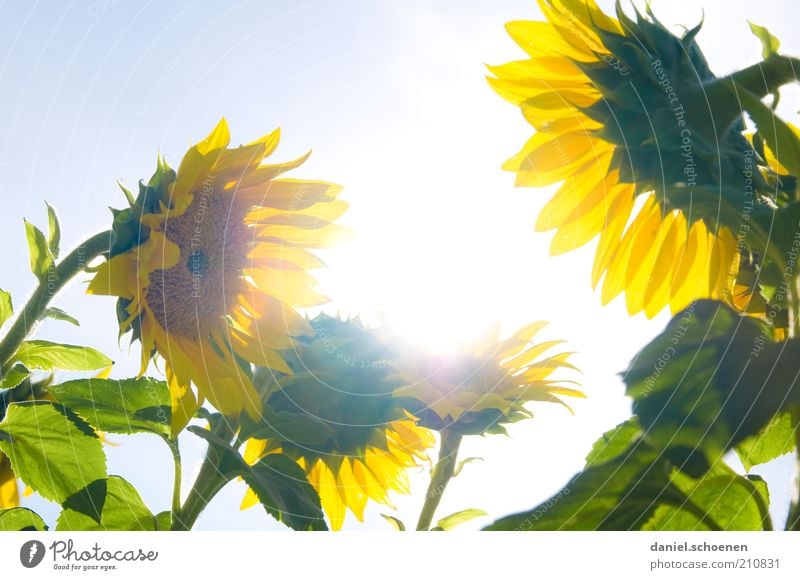 gossiping sunflowers against the light Nature Plant Cloudless sky Sun Beautiful weather Flower Bright Blue Yellow Green Summer Sunflower Sunlight Sunbeam