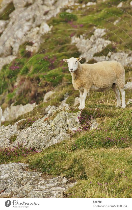 welsh countryside Sheep Hill Hill side Rock Wall of rock Nordic northern landscape Nordic wild plants Welsh Wales Great Britain Nordic romanticism