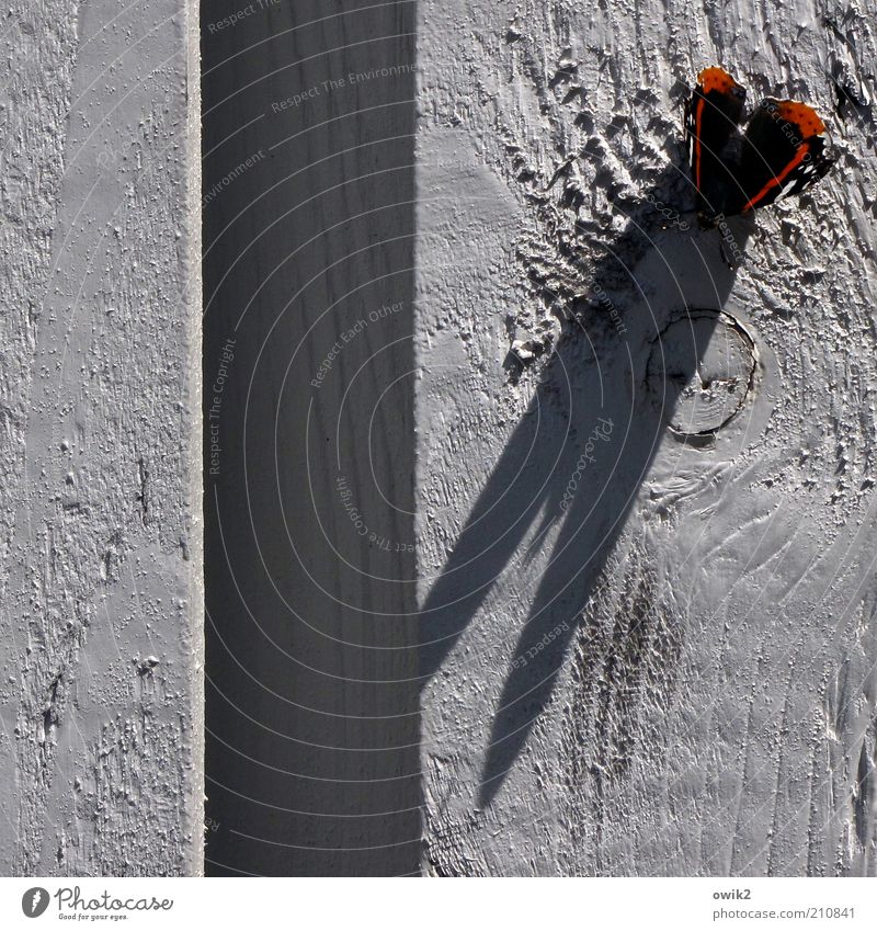 He plays sundial Animal Summer Beautiful weather Warmth Wild animal Butterfly Insect 1 Wood Sit Wait Sunbathing Shadow Shadow play Knothole Surface structure