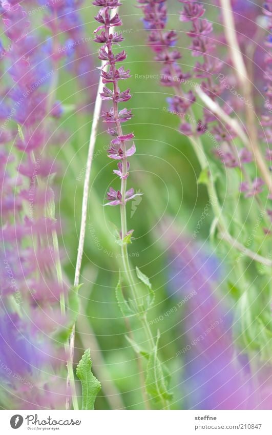 [H 10.1] Something with flowers Nature Plant Flower Green Violet Delicate Light green Lavender Colour photo Exterior shot Close-up Day