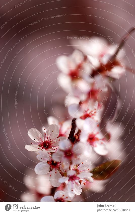 Japanese crunchy bitch Plant Tree Blossom Ornamental cherry Blossoming Fragrance Growth Elegant Fresh Positive Soft Pink Red Beautiful Life Innocent Change