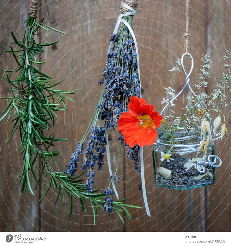 Hold on to the summer..rosemary, lavender, red nasturtium, daisies hanging in front of a wooden wall Rosemary Summer Lavender Camomile blossom Grain Nasturtium