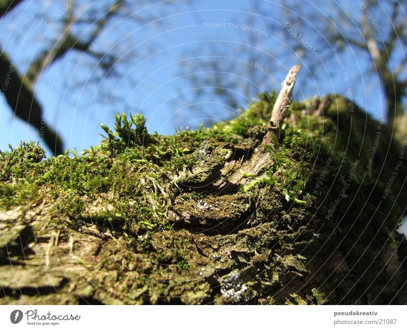 Karl-Heinz Tree Green Tree trunk Tree bark Branchage Old Sky