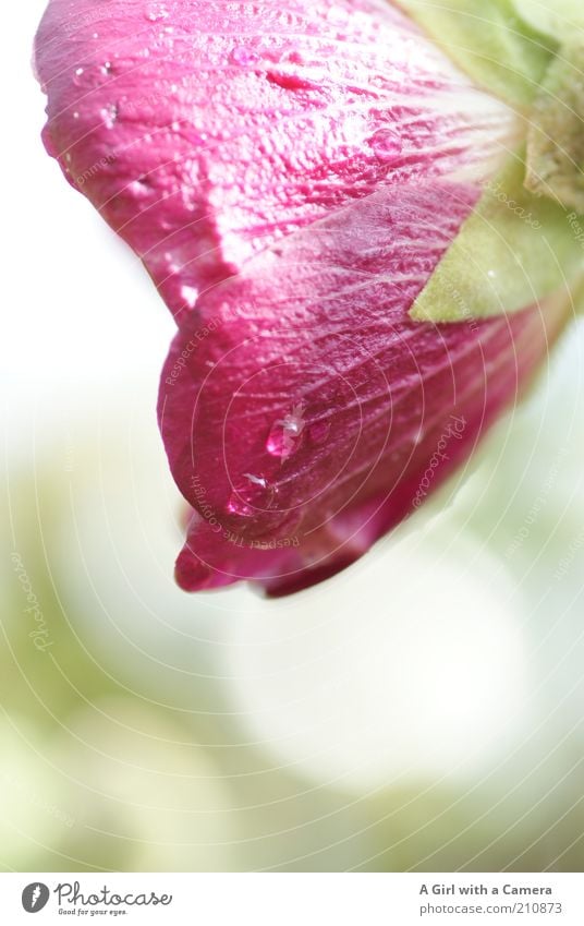 after the rain ..... Nature Plant Water Drops of water Flower Blossom Hollyhock Fresh Beautiful Wet Natural Pink Flowering plant Delicate Light green Gaudy