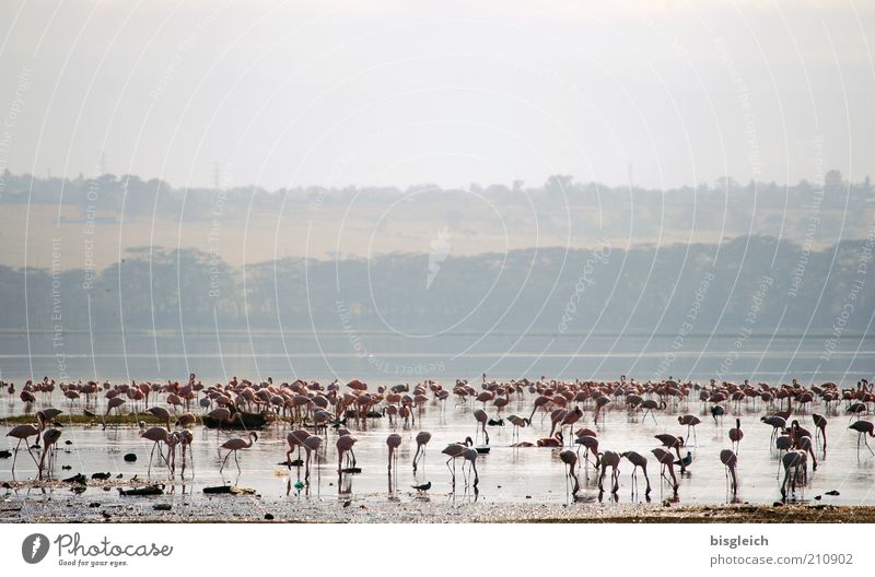 flamingos Safari Lakeside Lake Nakuru Flamingo Flock To feed Pink Africa Colour photo Subdued colour Exterior shot Copy Space top National Park