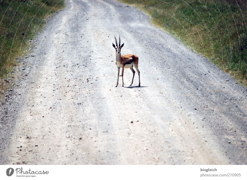 I also brake for animals Wild animal 1 Animal Surprise Lake Nakuru National Park Africa Colour photo Exterior shot Central perspective Looking into the camera