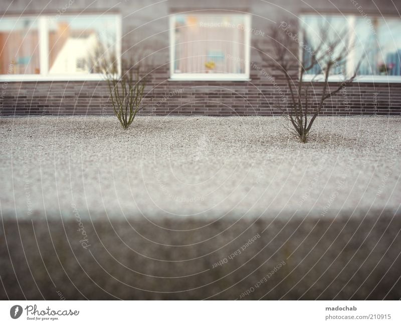 the forecourt of hell House (Residential Structure) Window Clean Arrangement Gray Colour photo Subdued colour Multicoloured Exterior shot Close-up Deserted