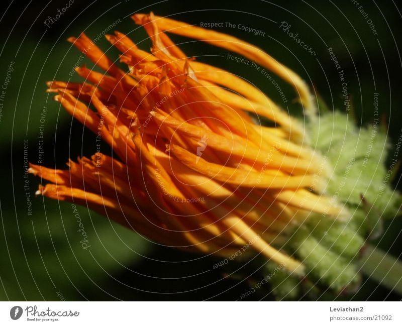 Macro: Marigold closed/bloomed Multicoloured shrunken Faded Orange Macro (Extreme close-up) Close-up