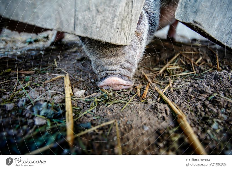 mini pig Summer Agriculture Forestry Animal Pet Farm animal Petting zoo Swine Trunk 1 Discover To feed To enjoy Dirty Happy Natural Curiosity Cute Pink