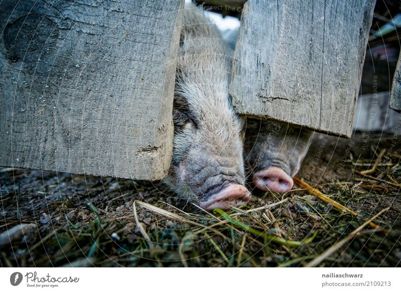 Minipigs on the farm Summer Farm Farmer Agriculture Forestry Alps Mountain Animal Pet Farm animal Petting zoo Swine mini pig miniped 2 Pair of animals Observe