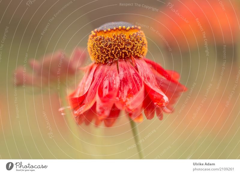 The Red Sun Bride (Helenium) Elegant Design Harmonious Relaxation Calm Arrange Decoration Wallpaper Image Poster Card Nature Plant Summer Rain Flower Blossom